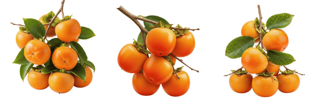 Persimmon crop, orange persimmons on branch showing plant anatomy, vascular tissue architecture, and structural morphology within a biological reference specimen record file catalog and taxonomic inde