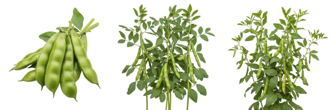 Lima bean crop, broad bean pods on vine showing plant anatomy, vascular tissue architecture, and structural morphology within a biological reference specimen record file catalog and agronomy record 