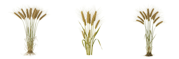 Fototapeta premium Emmer wheat crop plant, grain ears stems showing plant anatomy, vascular tissue architecture, and structural morphology within a biological reference specimen record file catalog and agronomy record 