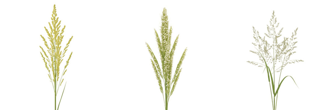 Fonio crop, grass with grain clusters showing plant anatomy, vascular tissue architecture, and structural morphology within a biological reference specimen record file catalog and taxonomic database 