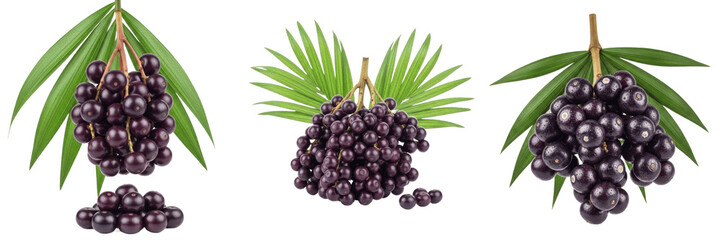 Acai berry crop, palm fruits leaves showing plant anatomy, vascular tissue architecture, and structural morphology within a biological reference specimen record file catalog and taxonomic collection  © KCago