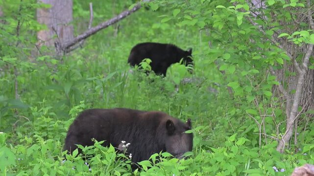 Two Black Bears Grazing in the Woods