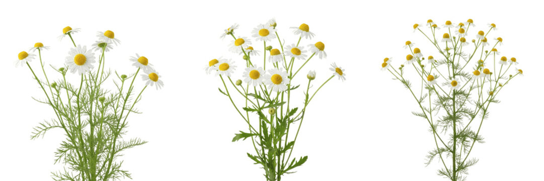 Chamomile crop plant, white flowers showing plant anatomy, vascular tissue architecture, and structural morphology within a biological reference specimen record file catalog and taxonomic collection 