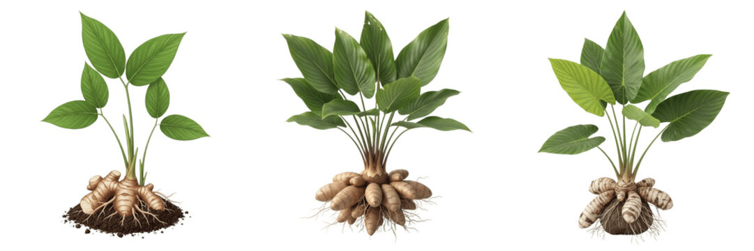 Arrowroot crop plant, starchy roots showing plant anatomy, vascular tissue architecture, and structural morphology within a biological reference specimen record file catalog and taxonomic collection 