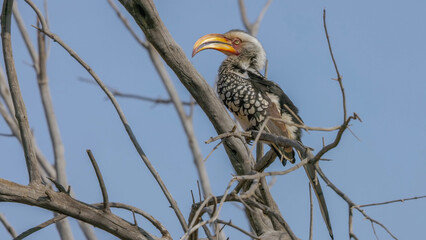a yellow-billed hornbill perched in a tree at pilanesberg national park in south africa © chris