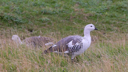 a side on shot of male upland geese at laguna azul in torres del paine national park of patagonia, chile © chris