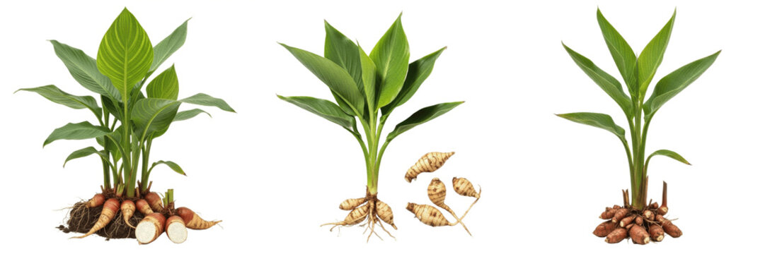 Canna crop, edible roots leaves showing plant anatomy, vascular tissue architecture, and structural morphology within a biological reference specimen record file catalog and taxonomic classification 