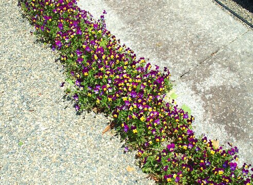 初夏の寺の砂利庭と側溝の間に咲くビオラの花