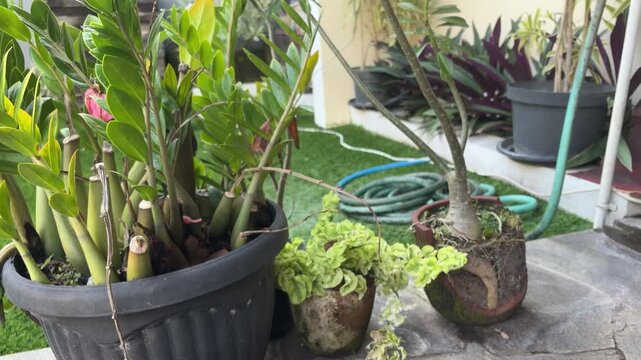 Desert rose plants in pots close up view