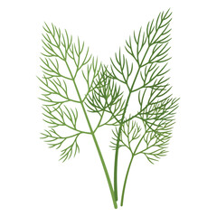 Fototapeta premium Green Dill Herb Sprig Vector Illustration