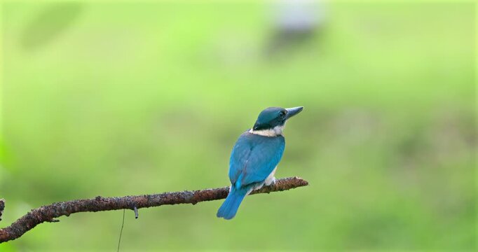 Collared kingfisher sits on a thin tree branch against a blurred green background. Wild bird watching and hunting in natural habitat.