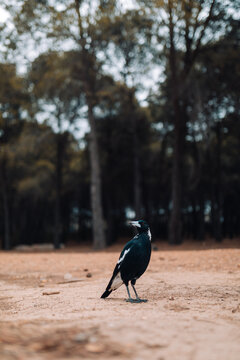 A solitary black and white magpie standing on sandy ground with forest background