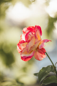 Delicate bi-coloured rose with pink edges and soft yellow petals bathed in sunlight