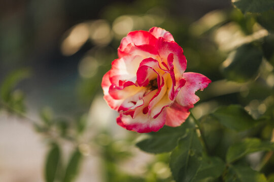 Delicate bi-coloured rose with soft pink and yellow petals unfurling in gentle sunlight