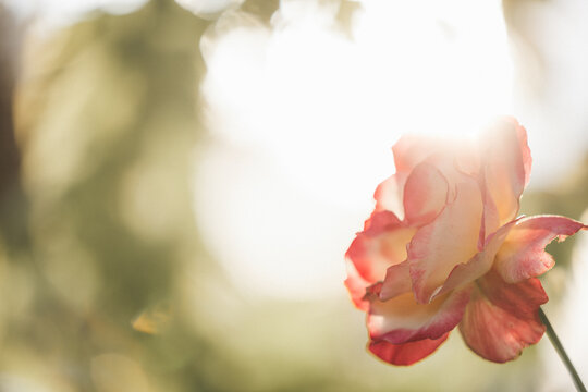 Soft focus rose with sun flare and bokeh background, delicate petals bathed in warm light