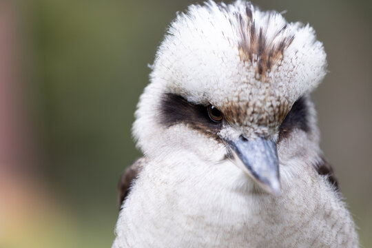Close up of a kookaburra