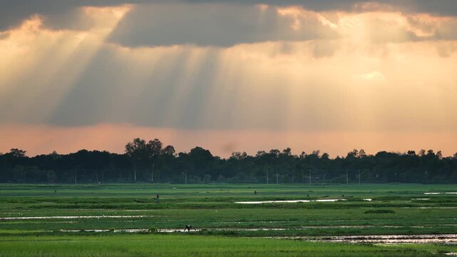 Bogura, Bangladesh - 25 September 2023: View of lush green rice fields with sunbeams breaking through dramatic clouds at sunset.