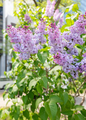 Fototapeta premium Purple lilac flowers in close-up bloom with soft bokeh urban background