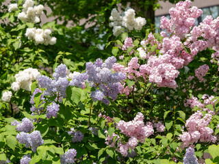 Obraz premium Mixed white pink and purple lilac flowers blooming together in sunlight