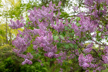 Obraz premium Large lilac tree covered in purple blossoms in a park on an overcast spring day