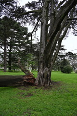 Obraz premium Fallen tree branch on green grass near a white arbor in a park setting.