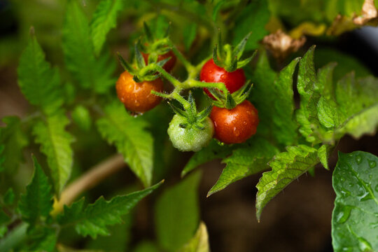 Cherry tomato plants growing in home vegetable garden
