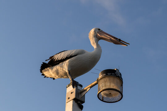 a pelican moving a fish around in its beak while atop a light post