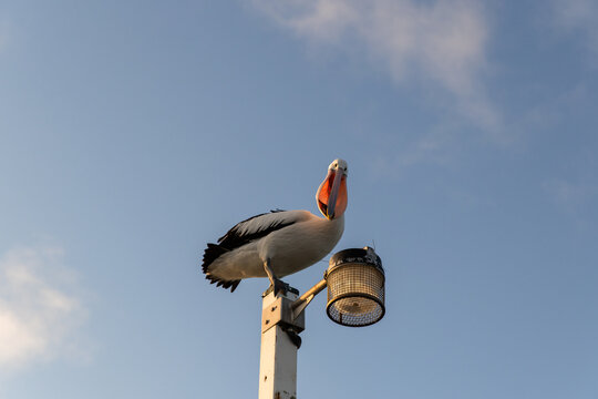 pelican on a light post with a fish in its beak
