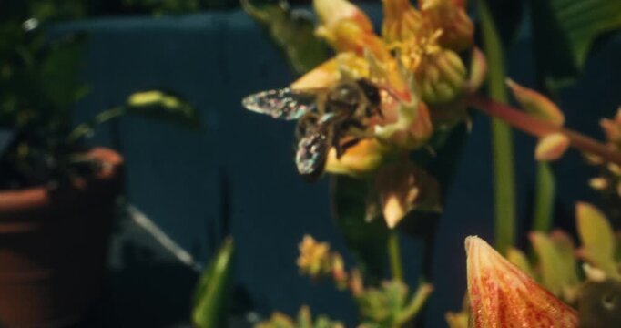 Smooth steady cam in on bumblebee on pretty yellow flowers - slow motion with macro lens