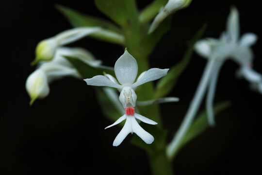 Calanthe triplicata (Willemet) Ames, also known as Khao Tok Rueasi, belongs to the Orchidaceae family.