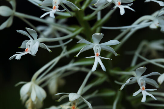 Calanthe triplicata (Willemet) Ames, also known as Khao Tok Rueasi, belongs to the Orchidaceae family.