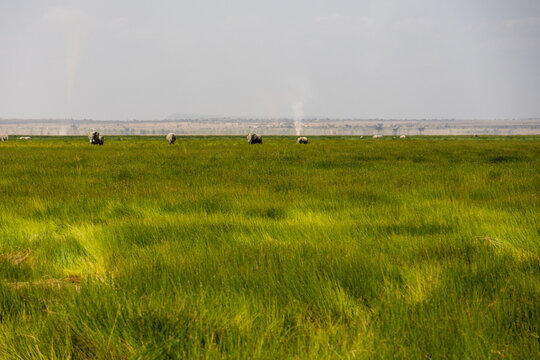 African elephants grazing in the green marshland of Amboseli National Park Kenya