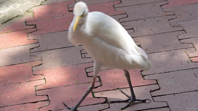 white cattle egret walking around in the park, confuse white bird in the wild, wildlife bird  behaviour footage