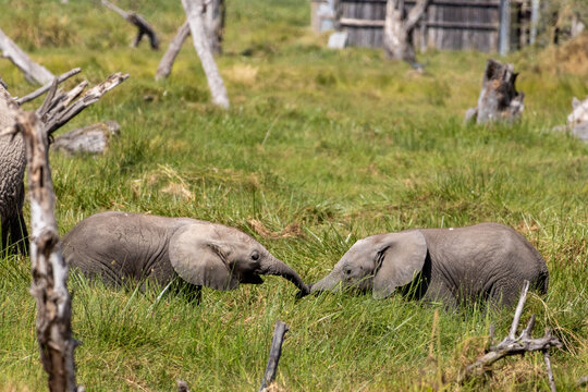 Two baby African elephants playing and touching trunks in the tall grass of Amboseli National Park Kenya