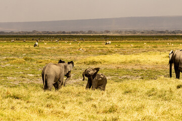 Fototapeta premium Young African elephants walking through dry grass with zebras and wildebeest in Amboseli National Park Kenya