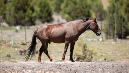 Fototapeta premium Wild Bay Mustang Stallion Walking Through Apache-Sitgreaves National Forest, White Mountains, Arizona