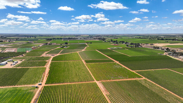 Aerial photo of grapevines