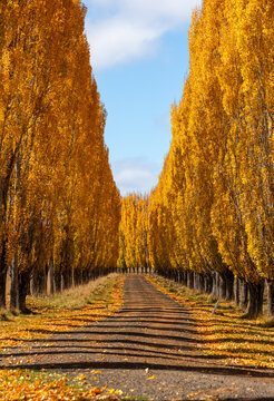 Autumn colour in New England