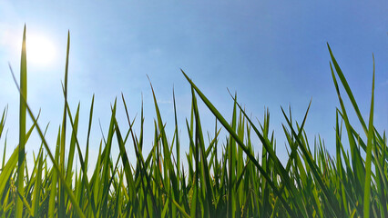 Obraz premium Green rice paddies against a clear blue sky and bright morning sunlight (1)