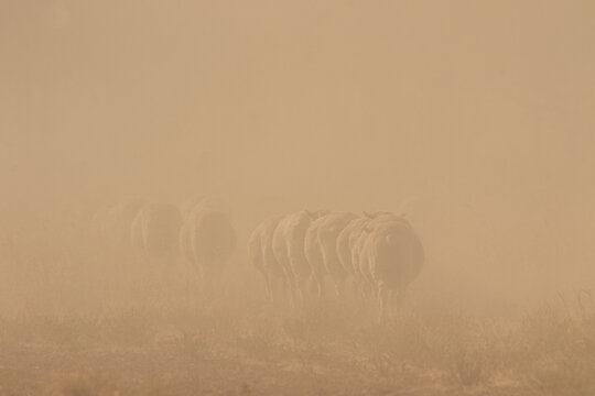 Merino sheep walking away in dust