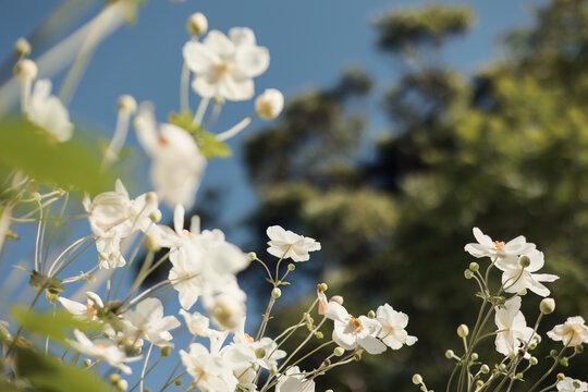 Soft close‑up of white windflowers in bloom against the clear blue sky