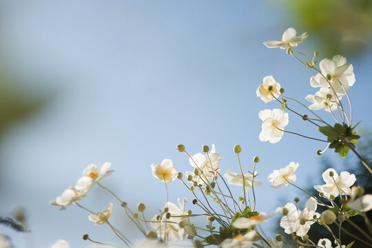 Soft close‑up of white windflowers in bloom against the clear blue sky