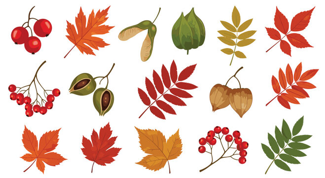 Beautiful collection of fall seasonal items including maple leaves, mountain ash berries, acorns, and nuts in warm shades of red and orange.