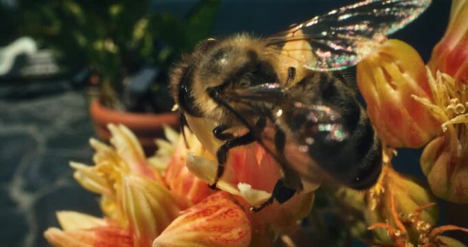 Extreme closeup on bumblebee crawling across yellow flowers