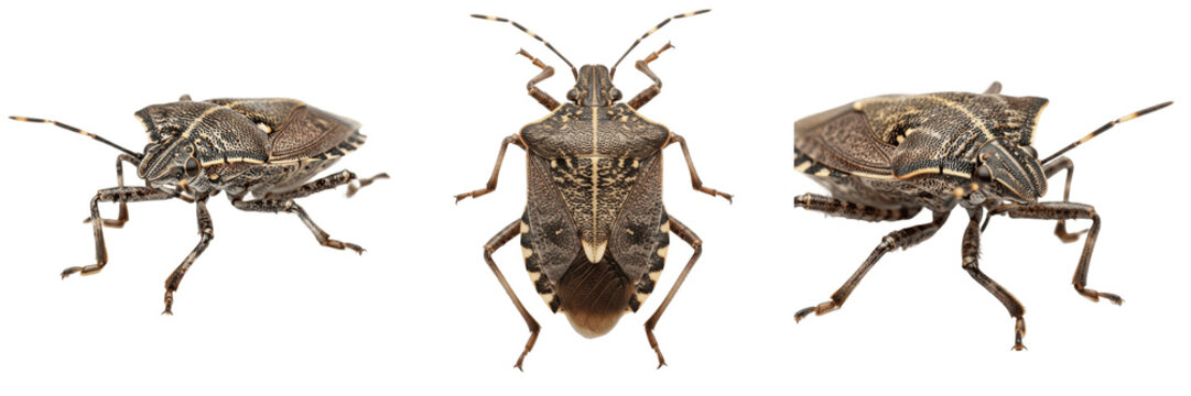 Brown marmorated stink bug insect showing biological anatomy, structural morphology, taxonomic classification traits, and agricultural crop damage parameters within a reference field.