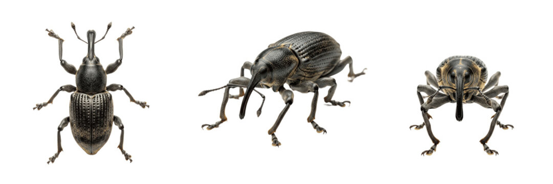 Weevil long snout beetle pest showing biological anatomy, structural morphology, taxonomic classification traits, and agricultural crop damage parameters within a reference field.