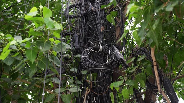 Dhaka, Bangladesh - 14 May 2026: View of a massive tangle of black electrical and telecommunication cables wrapped around a tree trunk amidst green foliage.