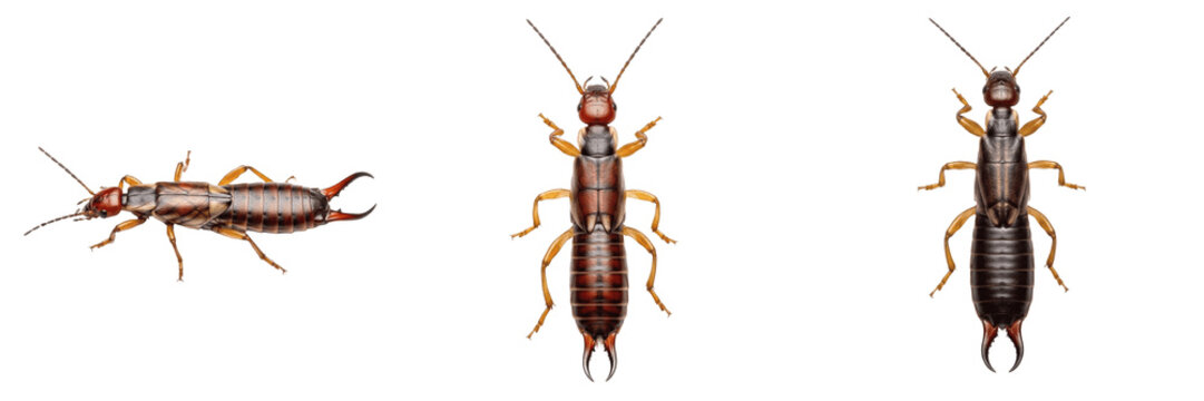 Earwig garden pest with pincers showing biological anatomy, structural morphology, taxonomic classification traits, and agricultural crop damage parameters within a reference field.