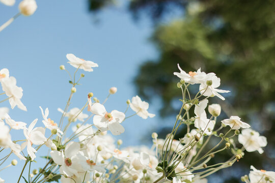 Soft close‑up of white windflowers in bloom against the clear blue sky