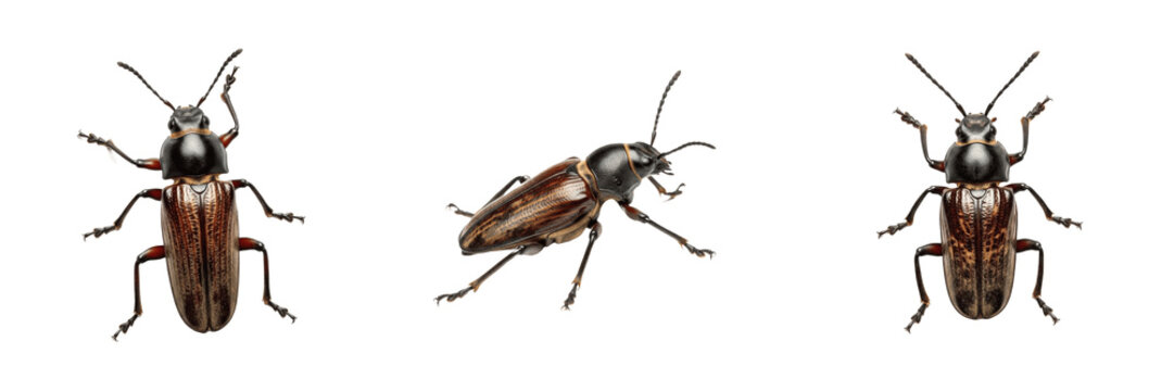 Elm bark beetle tree pest insect showing biological anatomy, structural morphology, taxonomic classification traits, and agricultural crop damage parameters within a reference field.